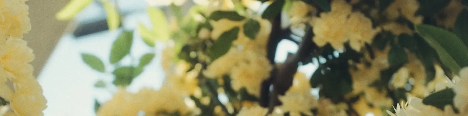 Cheerful Yellow Blooms