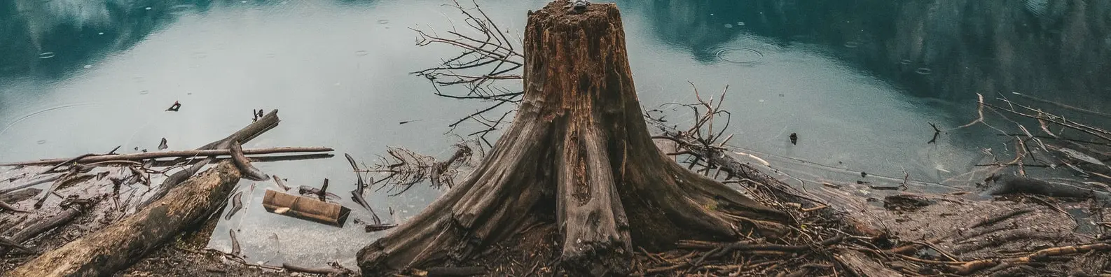 Cleared Woodland Scene