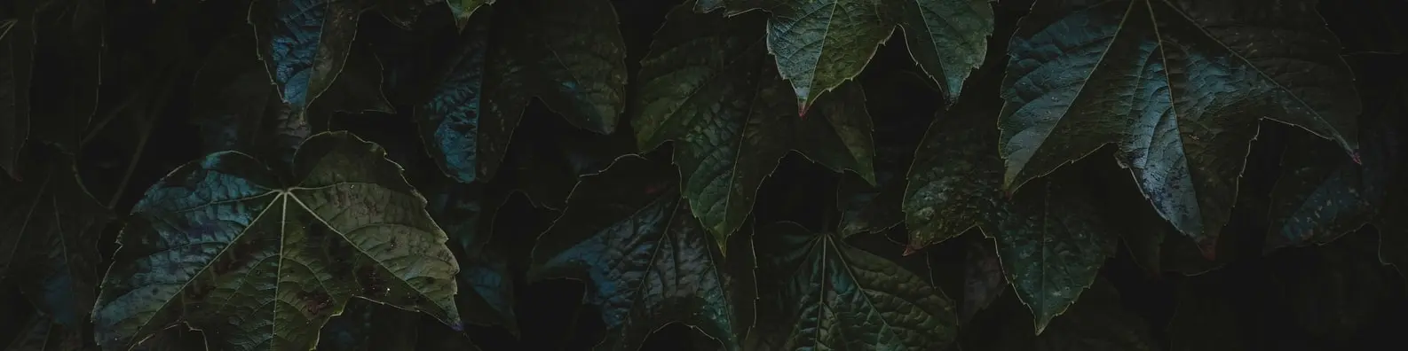 Distinct Foliage Texture Background