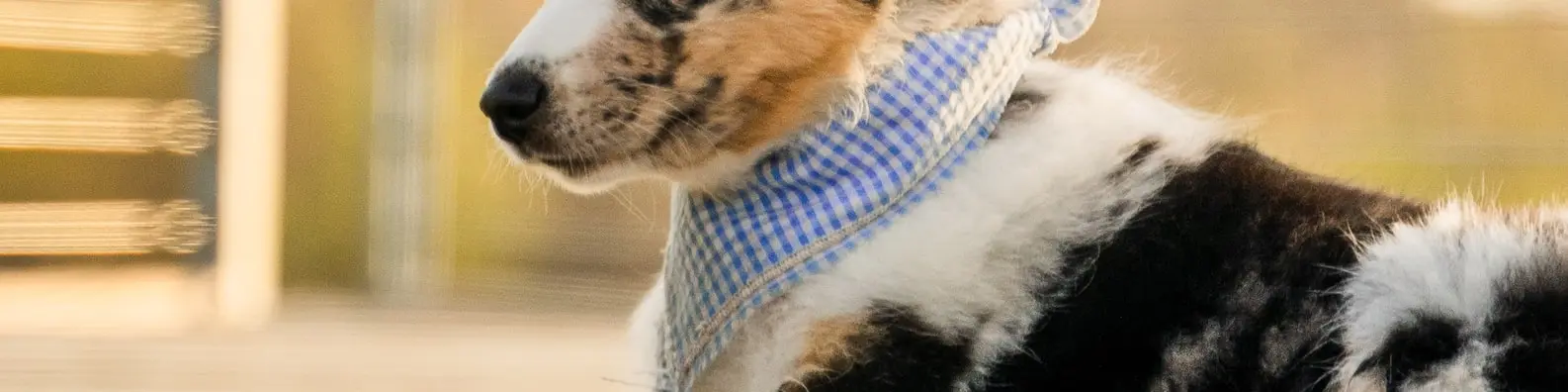 Elegant Canine Portrait Background