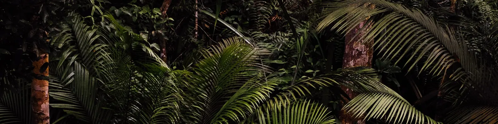 Emerald Jungle Canopy Background