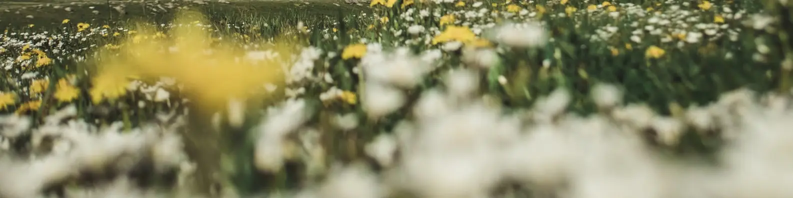 Endless Flower Field Background