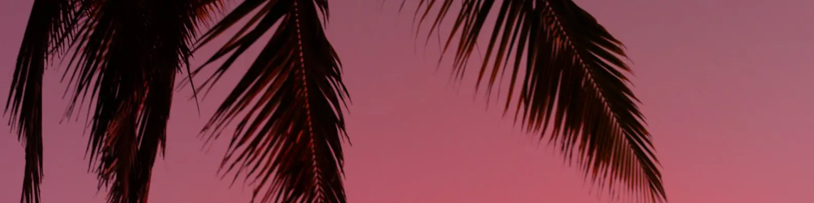 Exotic Beach Palm Background