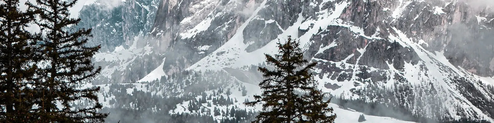 Forest Canopy Harmony Image