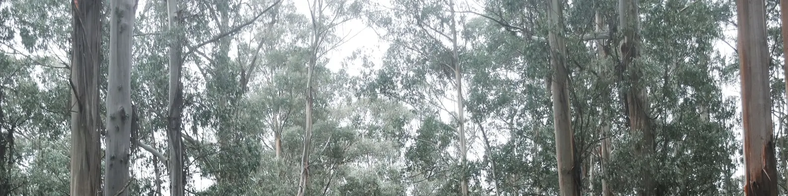 Fresh Air Background