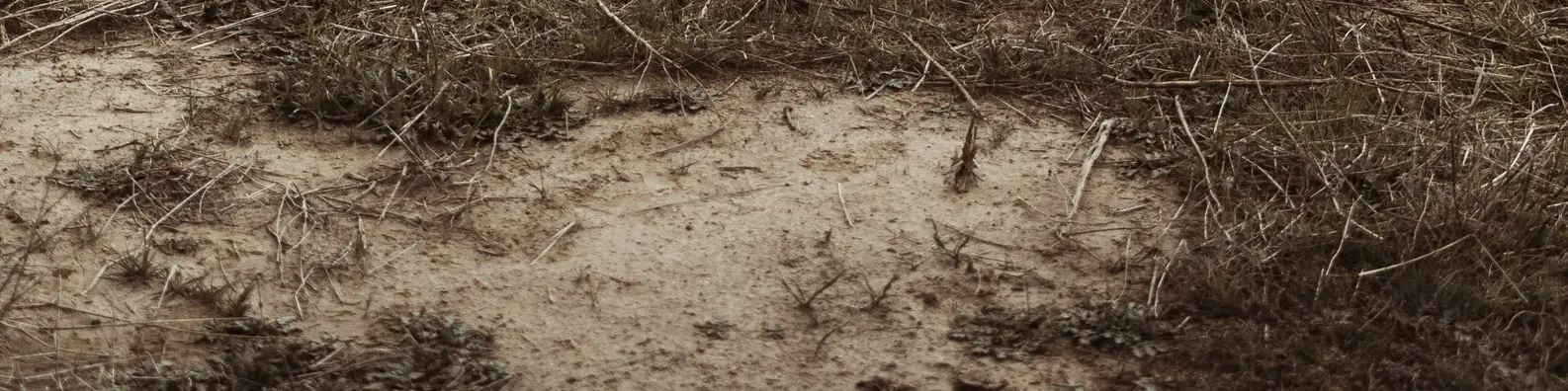 Giant Woven Nest Background