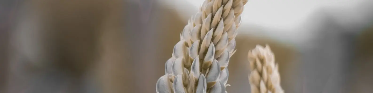 Golden Crop Growth Background