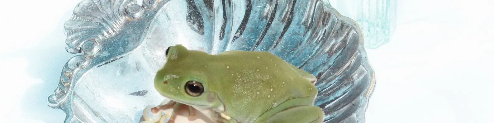 Green Amphibian In Bowl Background