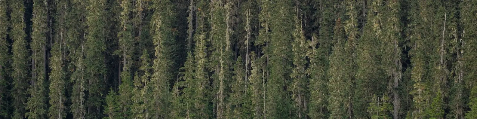 Green Earth Tree Canopy Cover