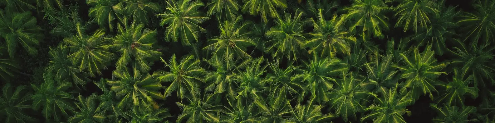 Green Forest Background