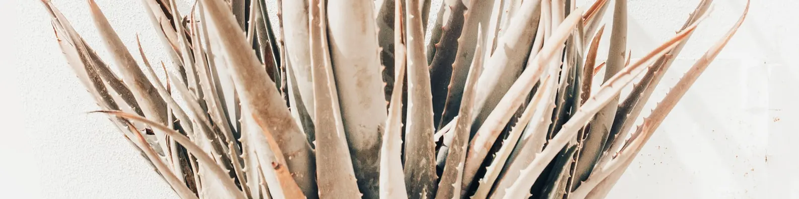 Growing Aloe Plant Background