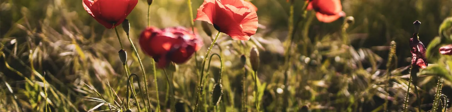 Growth Cycle Background