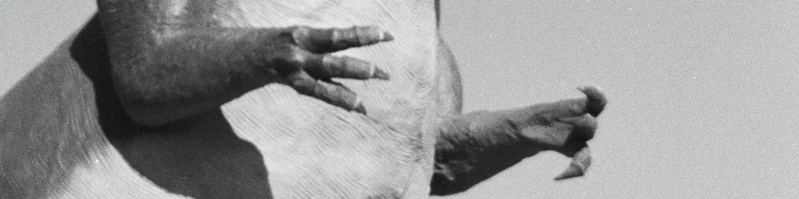 Jurassic Era Scene Banner