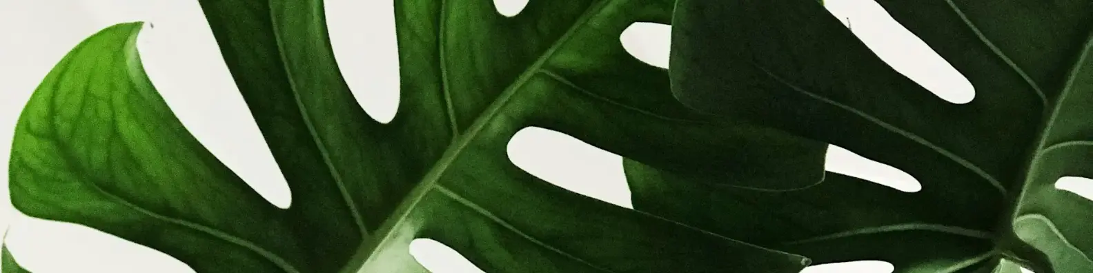 Leafy Green Minimal Background