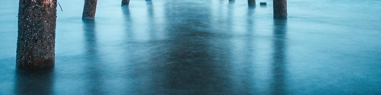 Long Legged Shorebirds Background