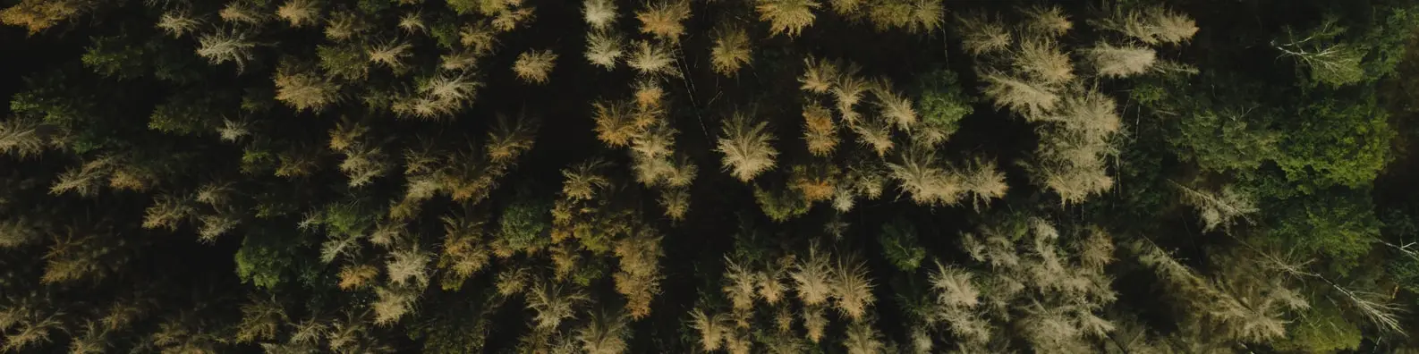 Lush Multi‑Tone Green Forest Cover