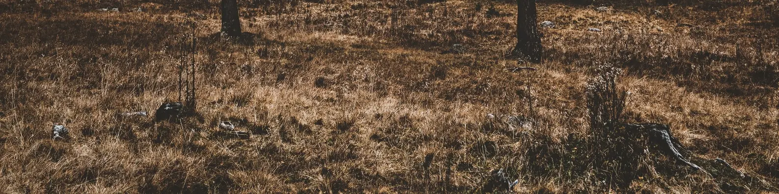 Morning Dew Grass Background