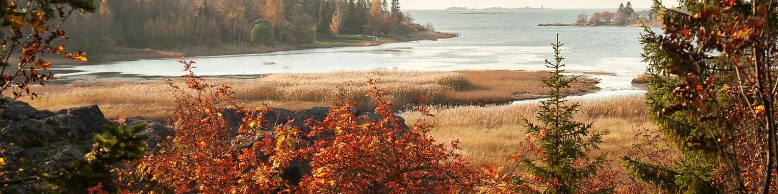 Picnic Scene Background