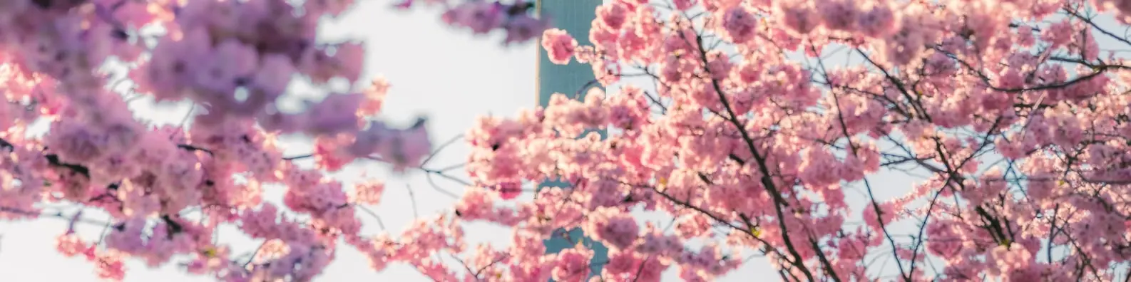 Pink Sakura Background