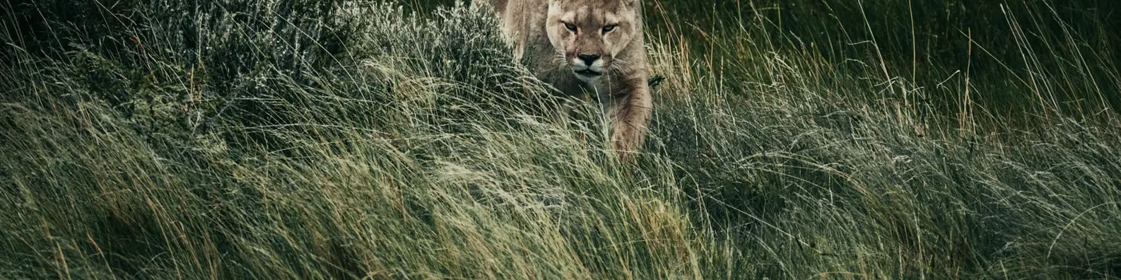 Predator Searching Prey Background