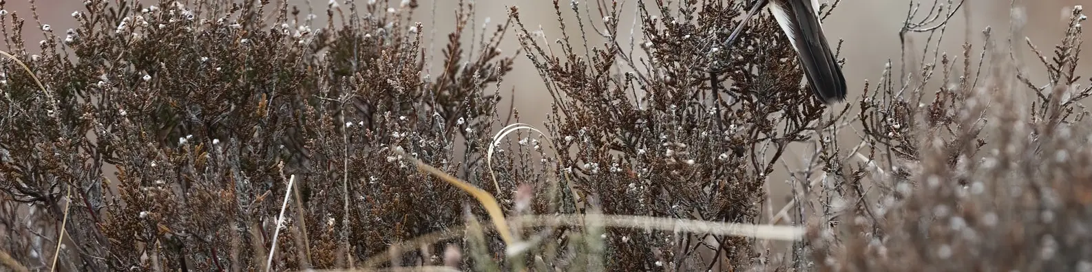 Predator Versus Prey Background