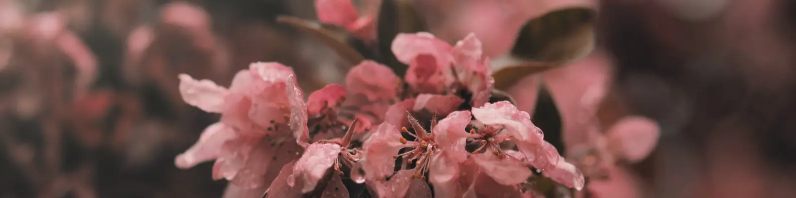 Raindrop Kissed Blossom Photo