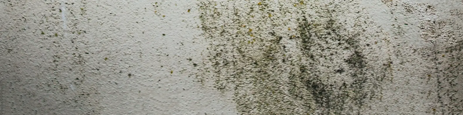 Rustic Plaster Texture