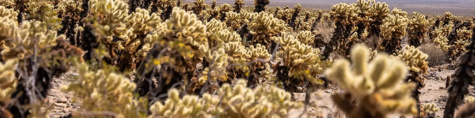 Sea Coral Background