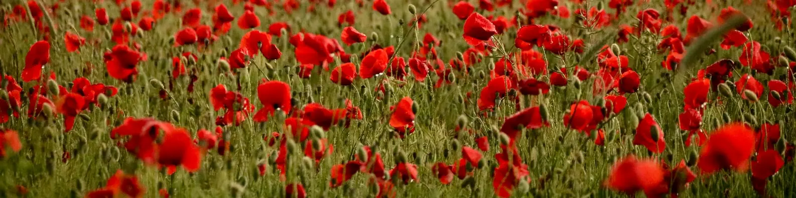 Sea Of Red Roses Background