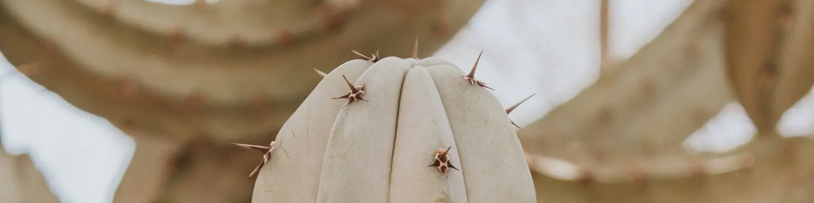 Spikey Plant Background