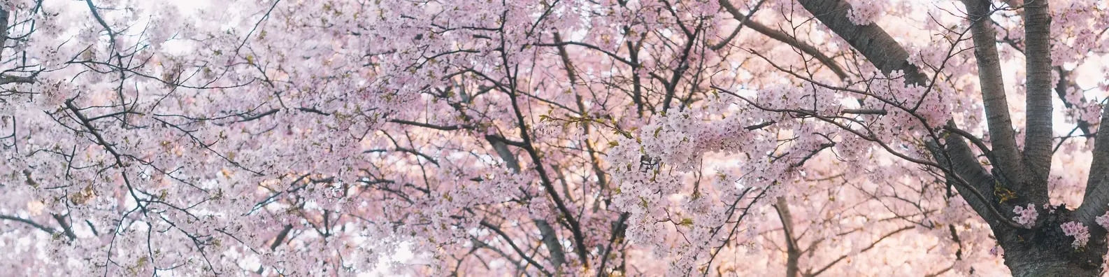 Spring Scents Background