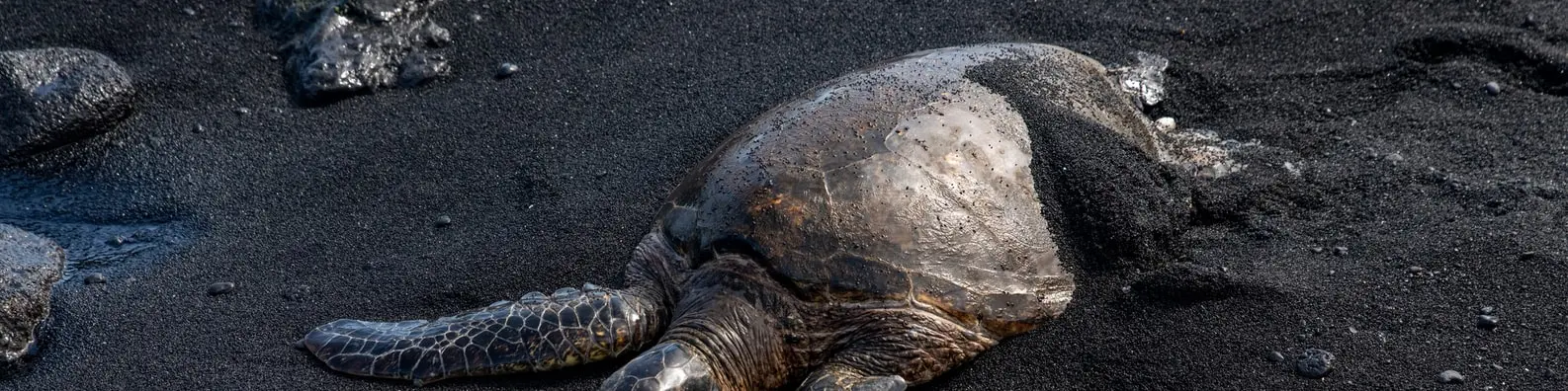 Stranded In Wilderness Background