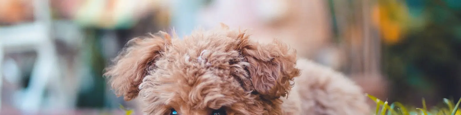 Sweet Doggie Eyes Background