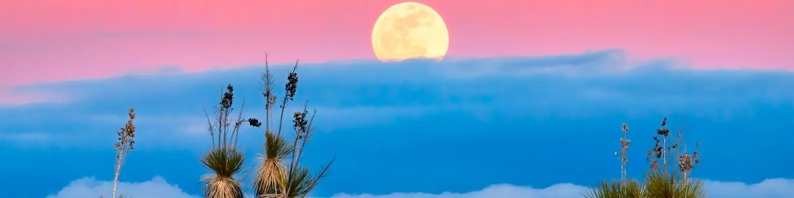 Tropical Shoreline Background