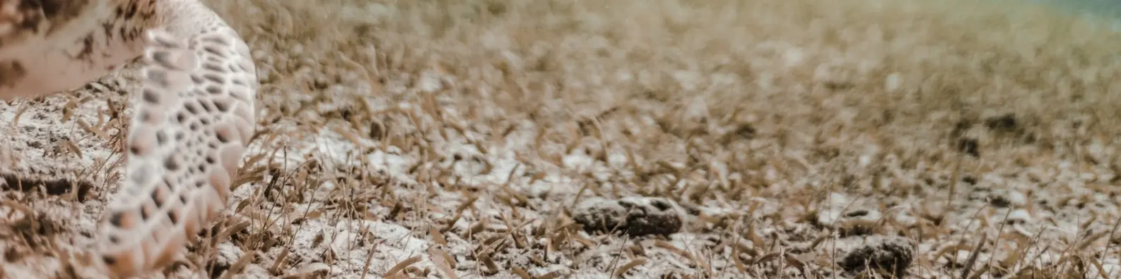 Undersea Turtle Peek Background