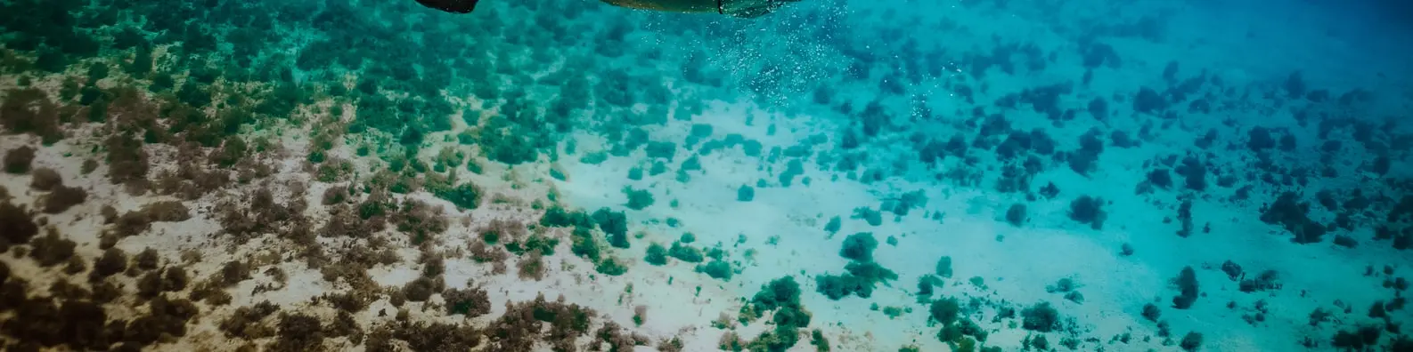 Underwater Aquatic Plants Background