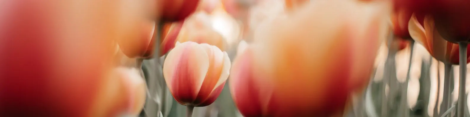 Unique Tulip Blooms Cover