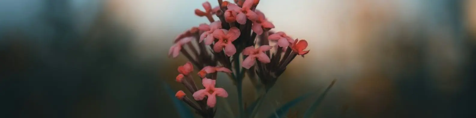 Vibrant Red Bloom Background