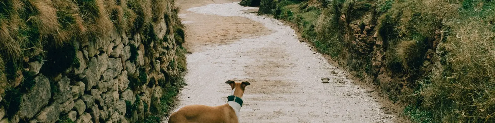 Waiting Dog Background