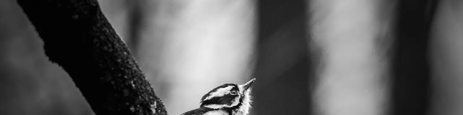 Where Is Mama Banner