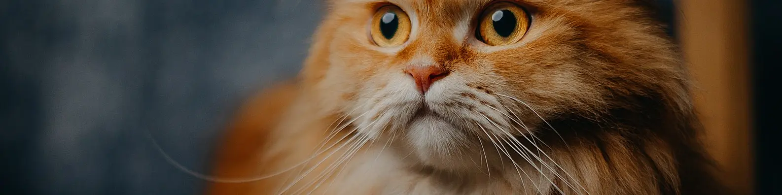 Wide Eyed Cat Reaction Background