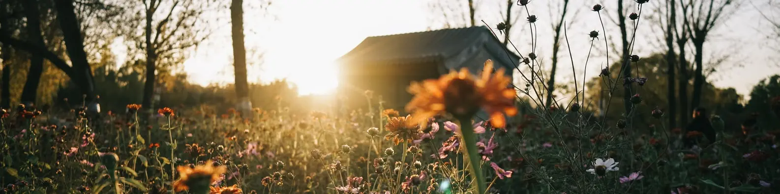 Wildflower Field Panorama Background