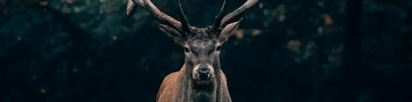 Woodland Stag Serenity Background