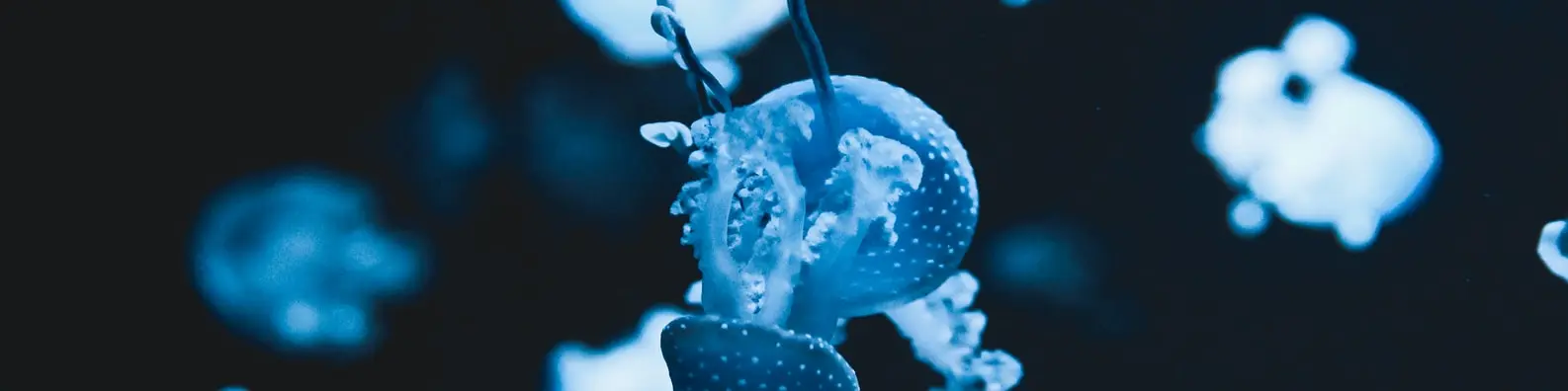 jellyfish mushroom banner