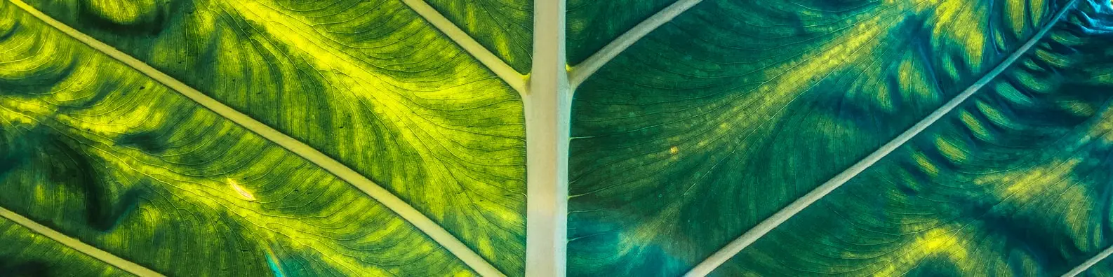 Vibrant Close Up Green Leaf Texture